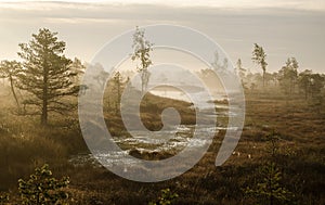 Sunrise in the Kemeri bog in autumn morning. Foggy swamp. Kemeri, Latvia