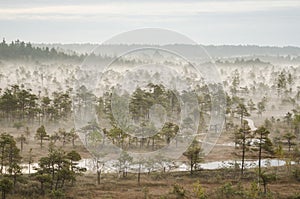 Sunrise in the Kemeri bog in autumn morning. Foggy swamp and wooden walking trail. Kemeri, Latvia