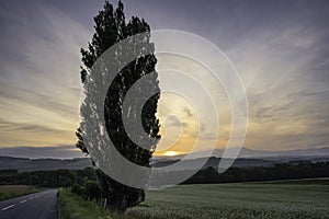 Sunrise at Ken and Mary Tree in Biei, Hokkaido