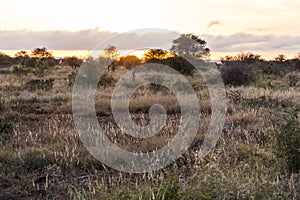 Sunrise in Kruger National Park, South Afrika photo