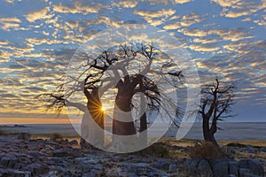 Sunrise at Kubu Island`s baobab`s