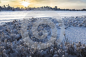 Sunrise at KÃµnnu Suursoo bog