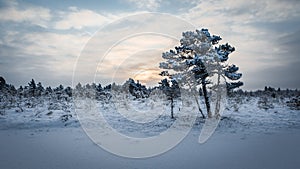 Sunrise at KÃµnnu Suursoo bog