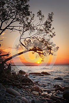 Sunrise on the lake with the along tree and rocks in the foreground.