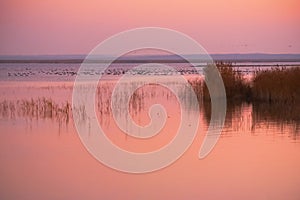 Sunrise at lake Zuvintas with flock of geese in the background, Lithuania, wildlife reserve, nature landscape