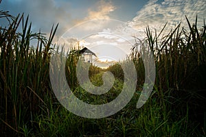 Sunrise and landscape of rice field in tuban east java