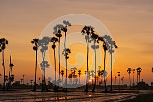 Sunrise landscape with sugar palm trees in morning.