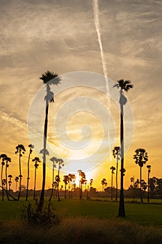 Sunrise landscape with sugar palm trees on the paddy field in morning