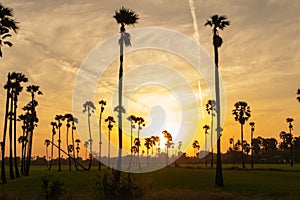 Sunrise landscape with sugar palm trees on the paddy field in morning