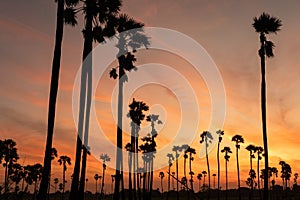 Sunrise landscape with sugar palm trees on the paddy field in morning