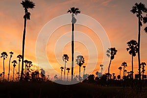 Sunrise landscape with sugar palm trees on the paddy field in morning