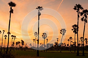 Sunrise landscape with sugar palm trees on the paddy field in morning