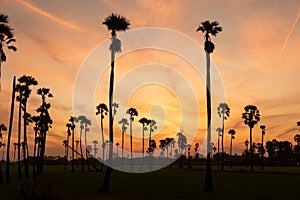 Sunrise landscape with sugar palm trees on the paddy field in morning