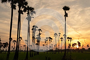 Sunrise landscape with sugar palm trees on the paddy field in morning