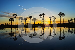 Sunrise landscape with sugar palm trees on the paddy field in morning. Mekong Delta, Chau Doc, An Giang, Vietnam