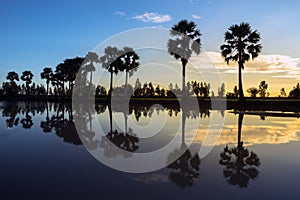 Sunrise landscape with sugar palm trees on the paddy field in morning. Mekong Delta, Chau Doc, An Giang, Vietnam