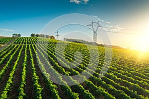 Sunrise landscape of vineyard agricultural fields in the countryside, aerial view of grapevine rows and grapes