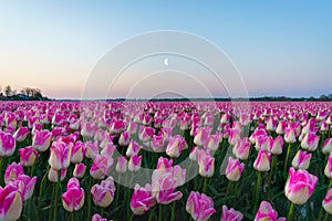 Sunrise landscapes of a pink tulip field in Keukenhof, Lisse at sunrise in Netherlands