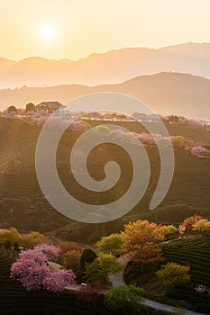 Sunrise landscapes in a traditional Chinese tea garden, with blooming cherry trees on the tea mountain, in Longyan, Fujian, China