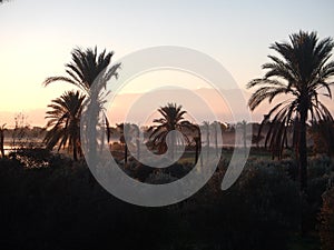 Sunrise at larnaka salt lake with palm trees