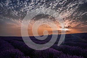 Sunrise at lavender field, Bulgaria