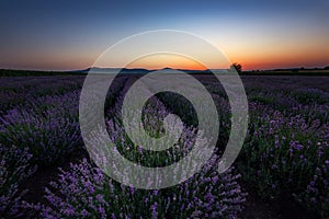 Sunrise at lavender field, Bulgaria