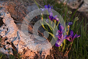 Sunrise light on a mountain flower