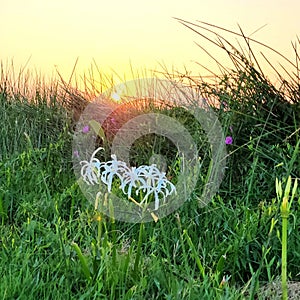 Sunrise lilies full blume