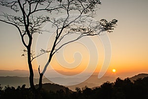 Sunrise and lonely tree