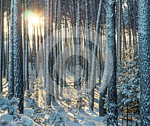 sunrise in a magical winter forest in January