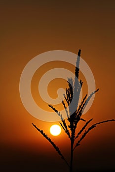 Sunrise with maize bloom contre-jour