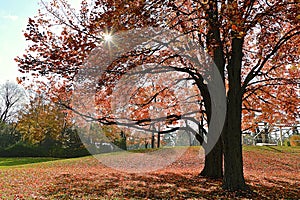 Sunrise with maple tree leaves covered the ground and lens flare