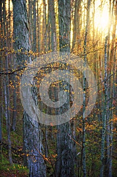 Sunrise through maple trees in early spring.