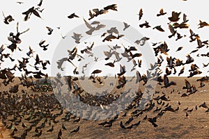 sunrise at marina beach: mesmerizing view of birds flocking to the shore