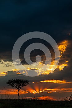 Sunrise on the Masai Mara, Kenya, Africa
