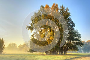 Sunrise on the meadow