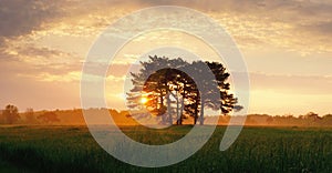 Sunrise with meadow pine trees and high grass with dew.