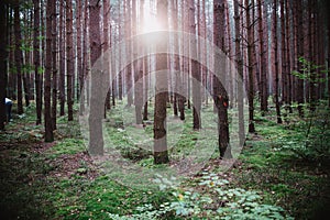 Sunrise in the middle of the forest