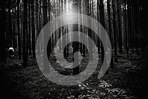 Sunrise in the middle of the forest, black and white