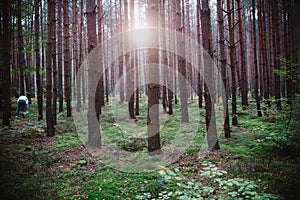 Sunrise in the middle of the forest