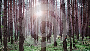 Sunrise in the middle of the forest