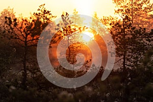 Sunrise in a misty Estonian bog