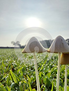 sunrise in the morning and morning dew with white mushrooms in the field