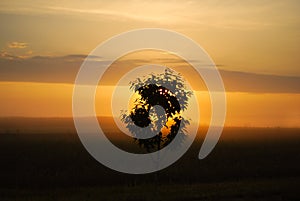 Sunrise in the morning,sunrise in the field