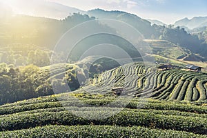 Sunrise in the morning with white fog at green terraced tea plantation 2000 Doi Ang khang the north of Thailand