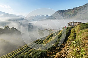 Sunrise in the morning with white fog at green terraced tea plantation 2000 Doi Ang khang the north of Thailand photo