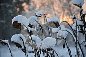 Dried sunflower heads covered with snow.