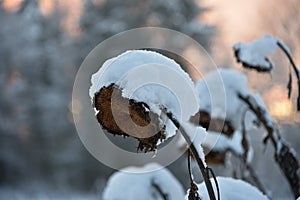 Dried sunflower heads covered with snow.