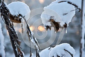 Dried sunflower heads covered with snow.