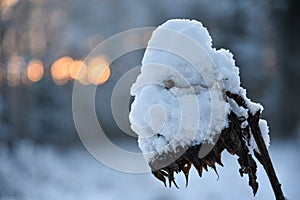 Dried sunflower heads covered with snow.